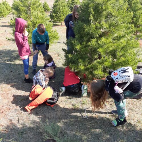 Children pick out live Christmas Tree at Elgin Tree Farm
